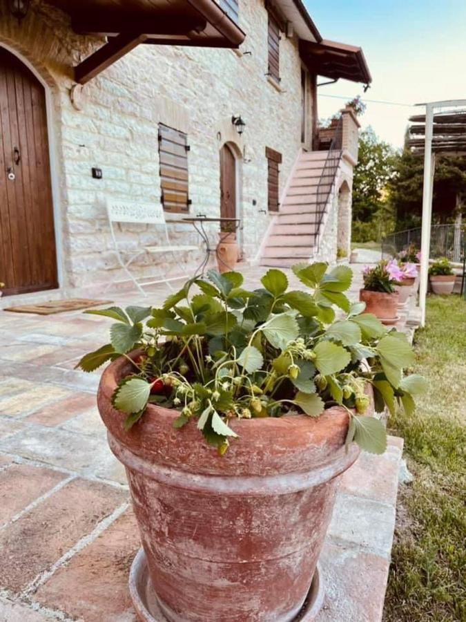 B&B Il Poggetto Serra SantʼAbbondio Exteriör bild
